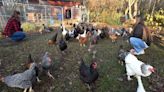 Great eggspectations: Middletown petitioners seek change to raise backyard chickens