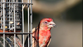 Is your feeder making birds sick? Here's how experts say you can help stop avian diseases