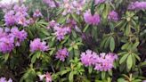 Rhododendron warning after experts claim plant is invasive