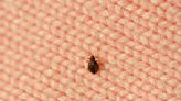 Bedbug infestations up 65% - how to get rid of them