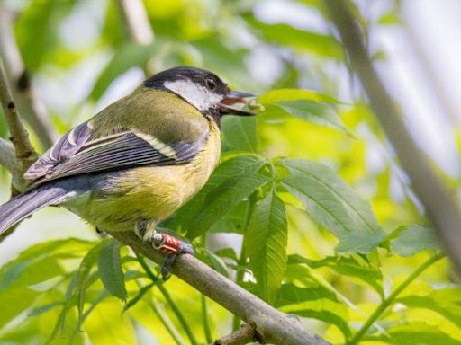 Wild birds 'remember' where and when they find food