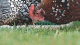 Northern Ont. council considers allowing backyard chicken coops