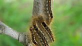 Feeling itchy? Rash-causing caterpillar wreaking havoc in New England back in N.H. after 75 years