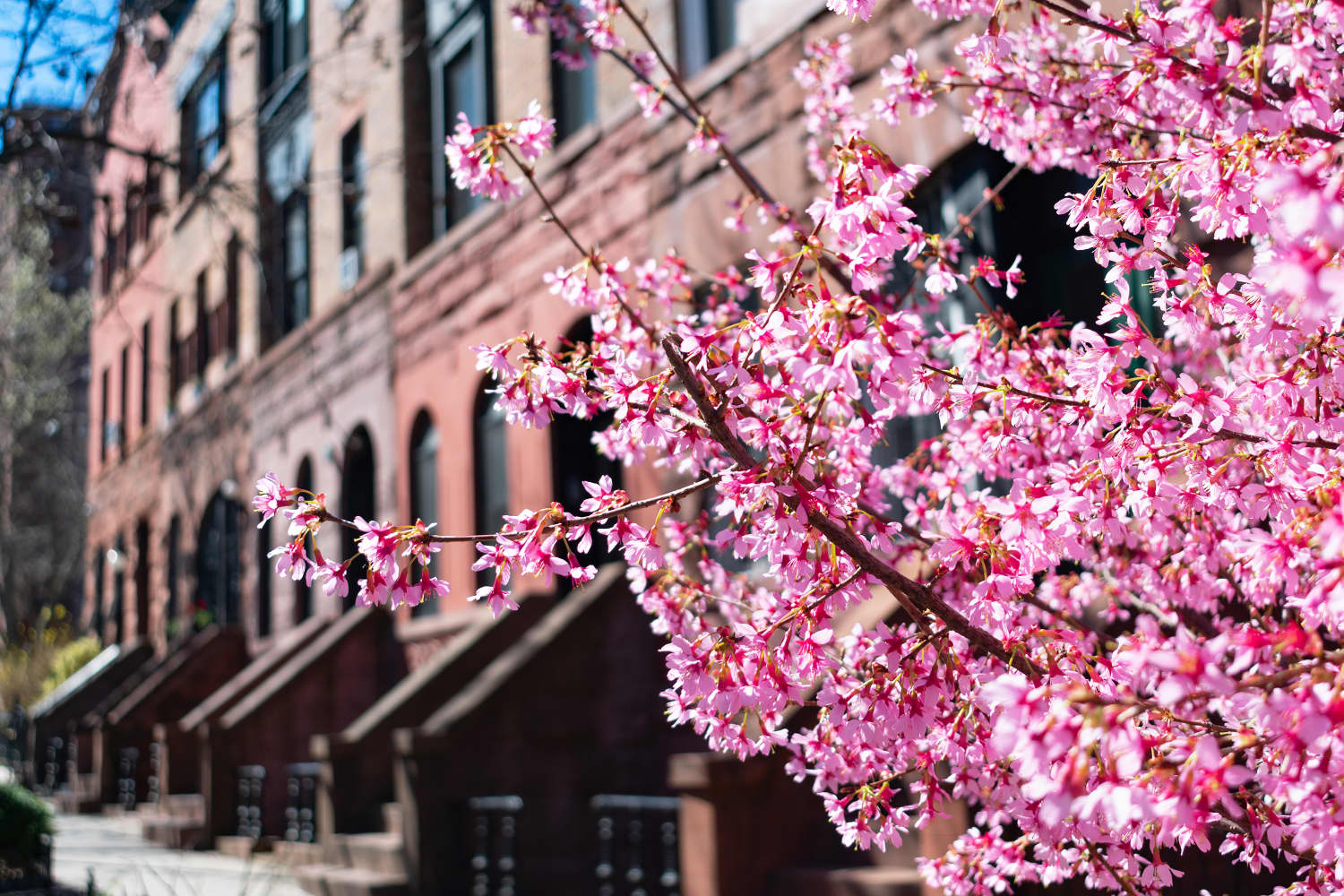 You Can Buy This “Amazing” LEGO Cherry Blossom Kit for Just $15