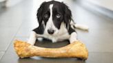 Which Dog Bones Are Safe?