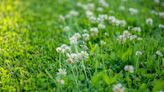 Clover Lawns: 15 Things to Know Before Growing