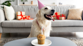 Miracle Dog Who Defied the Odds Gets Most Fitting 10th Birthday Celebration