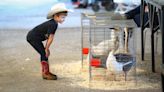 California Mid-State Fair kicks off in Paso Robles. See pictures, video of opening day