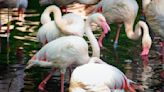 Berlin's zoo is mourning Ingo the flamingo, who died at what's believed to be at least 75