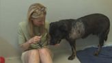 Winnipeg Humane Society halts pet intake amid shelter capacity crisis | Globalnews.ca