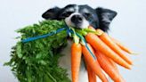 Cuáles son las verduras que pueden comer los perros y cuáles deben evitar