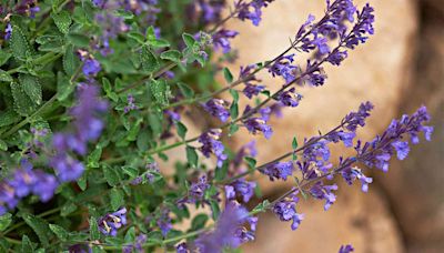 21 Plants for Sandy Soil That Thrive in Dry Conditions