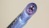“Living fossil” lamprey fish found in Queensland, 1,400 km north of its usual range