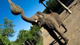 Columbus Zoo welcomes new elephant to its herd