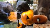 Zoo Animals Eating Pumpkins Is the Perfect Autumn Treat