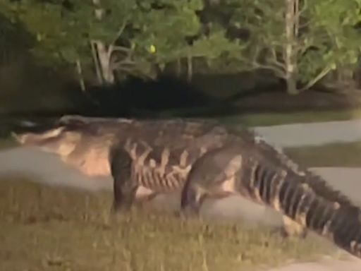 'King of the neighborhood:' Watch as massive alligator crosses road in North Carolina town