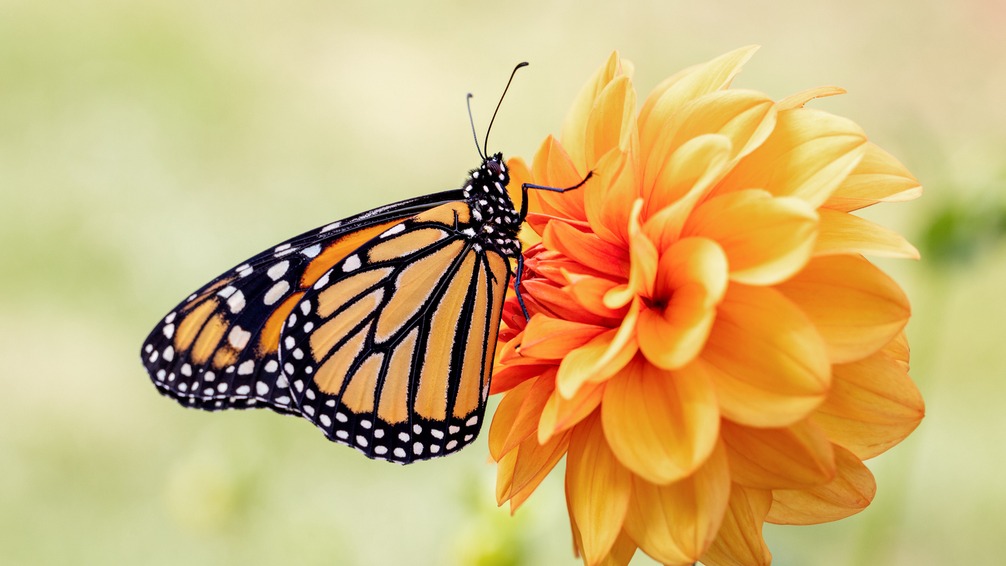 Here's What It Means Every Time You See a Butterfly Out in the Wild