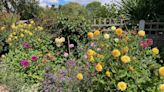 Voices: My lawn is dead, my heart is broken – but my dahlias are slyly beating the hosepipe ban