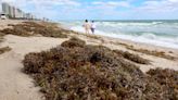 Sargassum seaweed photos, video in Florida: Blobs on shore, in water, piled up high