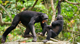 ‘Peaceful’ bonobos bite and push each other, actually