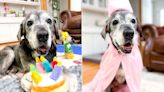 Ailing Senior Dog Who Went Viral for Completing Bucket List After Being Surrendered Dies at 20