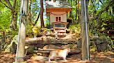 中英對照讀新聞》Shrine honors cats at a Japanese island where they outnumber humans在貓隻數量超過人類的日本一座島上，神社供奉著貓