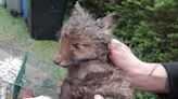 Plumbers rescue fox cub trapped in drainpipe