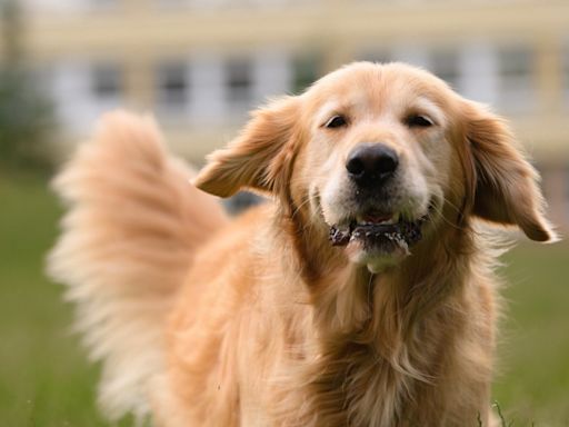 Golden Retriever's Sweet Welcome Home for Mom After Hospital Stay Is Melting Hearts