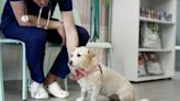 Best pet insurance for pre-existing conditions