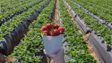 Carlsbad strawberry fields are finally open after weather-related delay