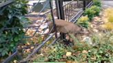 Watch: Oregon police rescue deer trapped between bars of metal fence