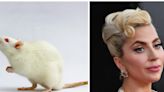 Rats can bop their heads to a rhythm and like music by Lady Gaga, a study discovers