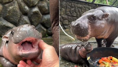 Baby hippo goes viral on TikTok, doubles Thai zoo's visitor count