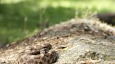 Can rattlesnakes really climb trees in California? Swim? Here’s what experts say