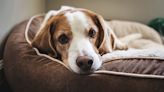 What to Do When Your Dog Is in Heat (Besides Freak Out About Your White Couch)