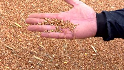 Agricultores do Paraná investem na produção de sorgo, cereal usado para preparo de ração animal