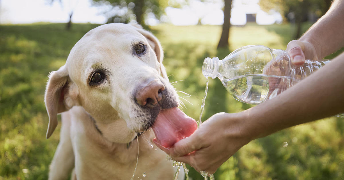 How to keep pets safe during the summer heat, according to experts