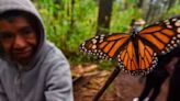 Medias urgentes para proteger a mariposa Monarca
