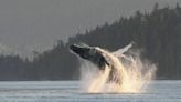 Sir David Attenborough shines a global spotlight on B.C. humpback whales