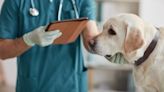 Rotavirus Infections in Dogs: Symptoms, Causes, Treatments