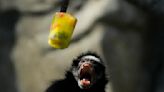 Ice pops cool down monkeys in Brazil at a Rio zoo during a rare winter heat wave