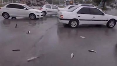 Lluvia de peces en Irán: por qué ocurre este fenómeno