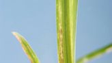 Lethal Viral Necrosis: What you should know about the grass-killing virus new to Northeast Florida