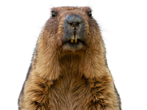 Pet Woodchucks Enjoying Bananas Have People Obsessed With Their ‘Chew Sounds'