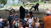 Zoos’ new dilemma: Gorillas and screen time