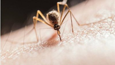 蚊子吸血時不能打「以免觸角斷裂在皮膚內」？ 專家澄清2迷思