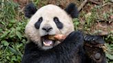 Estados Unidos recebem da China primeiros pandas em 20 anos