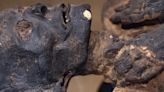 Mummies Study Finds Heart Disease Plagued the Ancients, Too