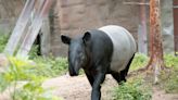 「世界貘日」動物園報喜！貘莉又當媽媽了 預計寶寶6月報到