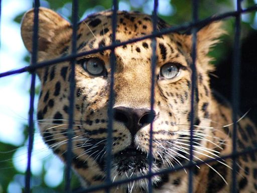 Expert shooter from Hyderabad roped in as search for man-eater leopard in Udaipur continues